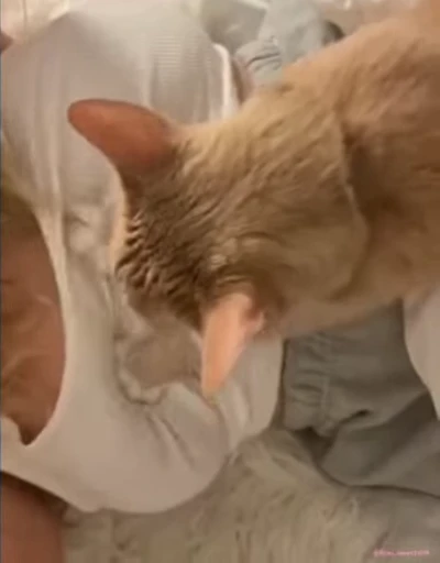 😮‍💨 Стикер «lil pussy» для Telegram