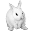 Стикер 48 🐇 white emoji - белая эстетика
