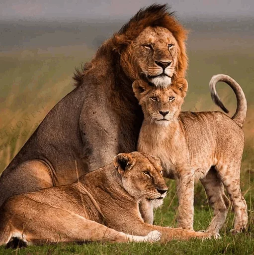 🤪 Стикер «Lions» для Telegram