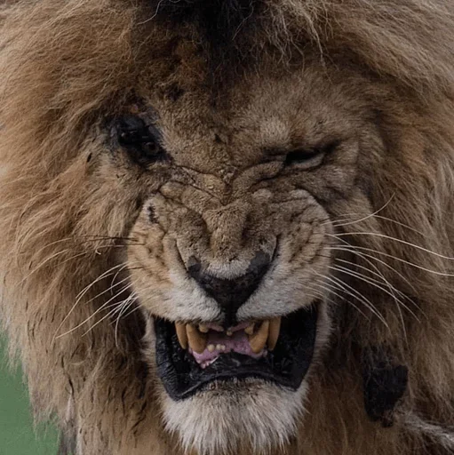 😚 Стикер «Lions» для Telegram