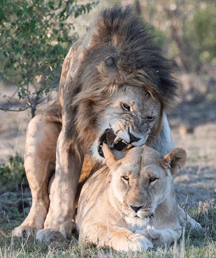 😌 Стикер «Lions» для Telegram
