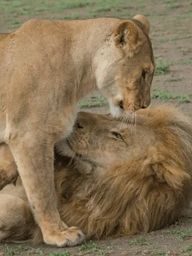 🤨 Стикер «Lions» для Telegram