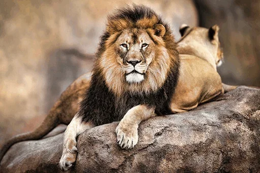 😗 Стикер «Lions» для Telegram