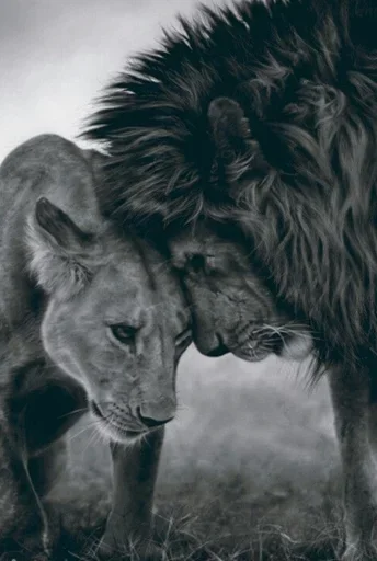 🤣 Стикер «Lions» для Telegram