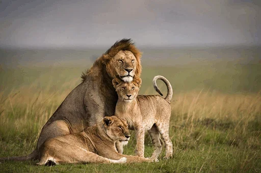 😗 Стикер «Lions» для Telegram