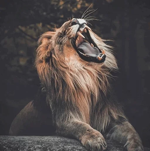 😚 Стикер «Lions» для Telegram