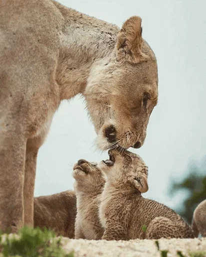 😙 Стикер «Lions» для Telegram