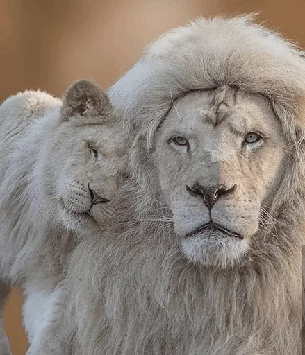 🤪 Стикер «Lions» для Telegram