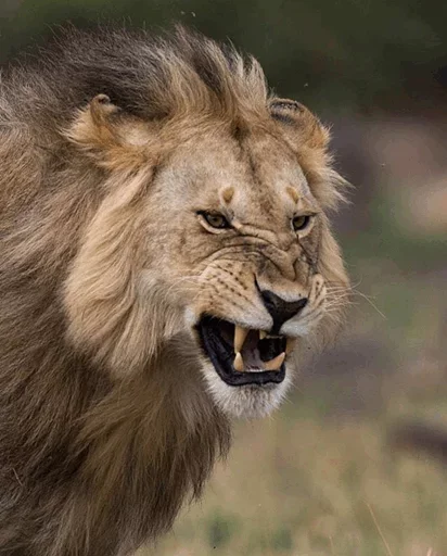 😙 Стикер «Lions» для Telegram