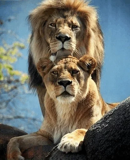 🤪 Стикер «Lions» для Telegram