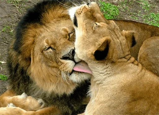 🤪 Стикер «Lions» для Telegram