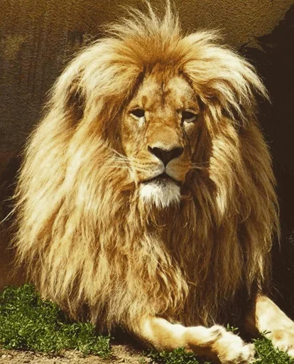 🤪 Стикер «Lions» для Telegram