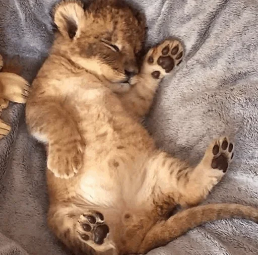 😚 Стикер «Lions» для Telegram
