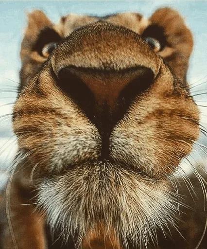 😞 Стикер «Lions» для Telegram