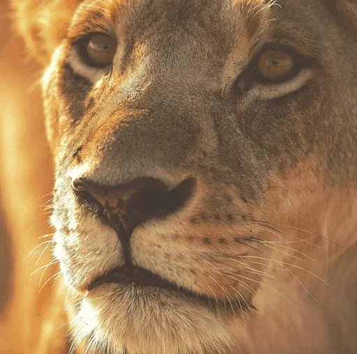 😗 Стикер «Lions» для Telegram