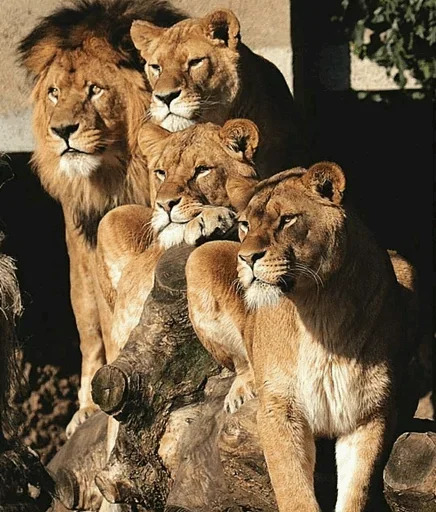 🤨 Стикер «Lions» для Telegram