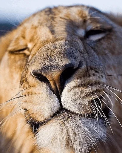 😙 Стикер «Lions» для Telegram