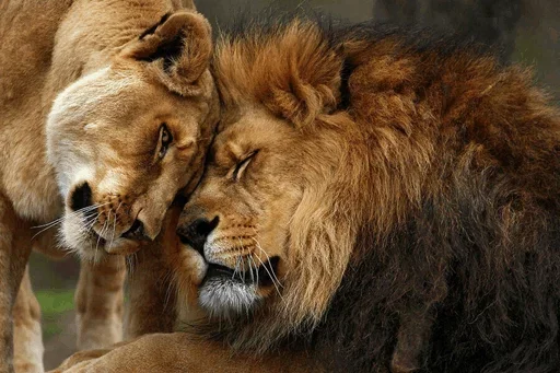 Стикерпак Lions для Telegram