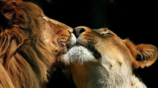 😜 Стикер «Lions» для Telegram