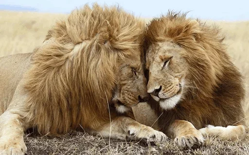 😚 Стикер «Lions» для Telegram
