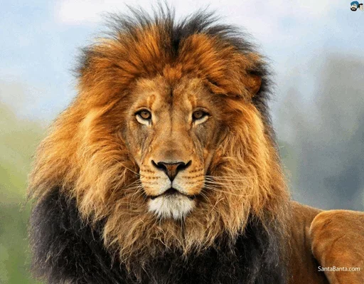 😚 Стикер «Lions» для Telegram