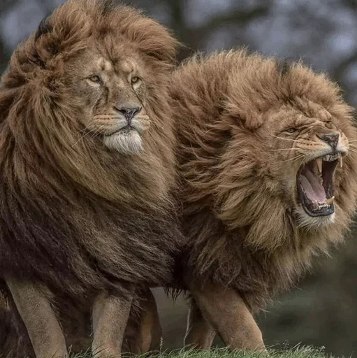 🤪 Стикер «Lions» для Telegram