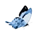 Стикер 32 Cerulean