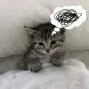 Стикер 31 🩶 random gray emoji