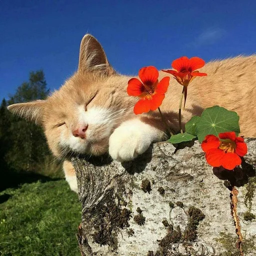 🌟 Стикер «love for aesthetics» для Telegram