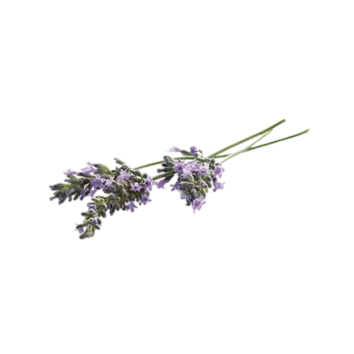 🌸 Стикер «vibe» для Telegram