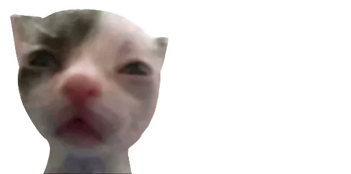 😹 Стикер «Little Kitties» для Telegram