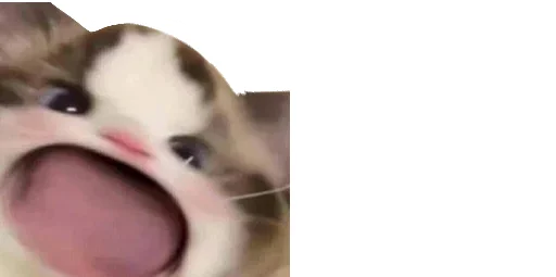 😹 Стикер «Little Kitties» для Telegram