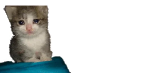 💦 Стикер «Little Kitties» для Telegram