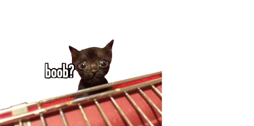 😹 Стикер «Little Kitties» для Telegram