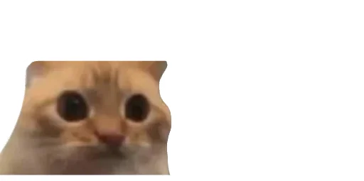 😹 Стикер «Little Kitties» для Telegram