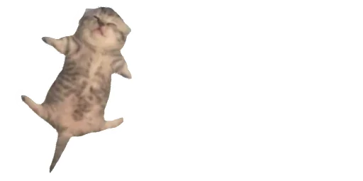 🛌 Стикер «Little Kitties» для Telegram