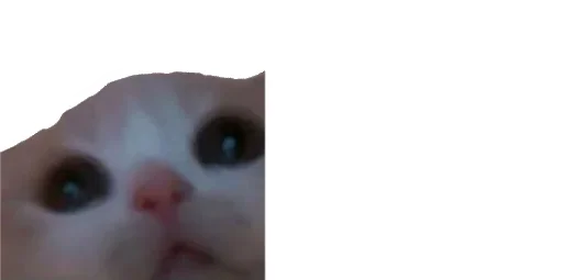 😹 Стикер «Little Kitties» для Telegram