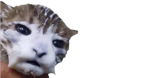 😹 Стикер «Little Kitties» для Telegram
