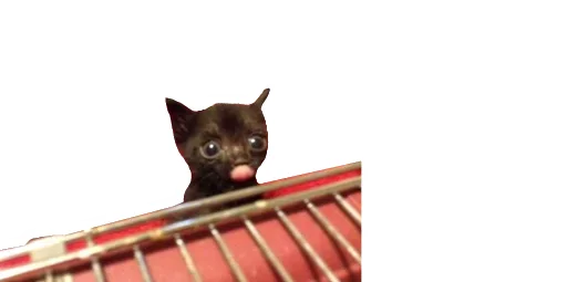 😹 Стикер «Little Kitties» для Telegram
