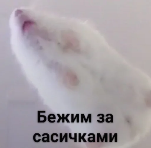 🗿 Стикер «Мышиные мордахи ?» для Telegram