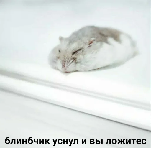 😴 Стикер «Мышиные мордахи ?» для Telegram