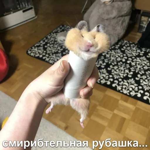 🗿 Стикер «Мышиные мордахи ?» для Telegram