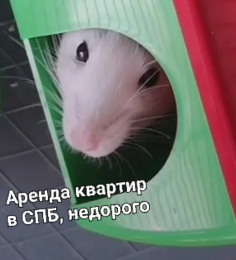 🏘️ Стикер «Мышиные мордахи ?» для Telegram