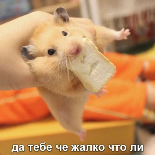 🥺 Стикер «Мышиные мордахи ?» для Telegram
