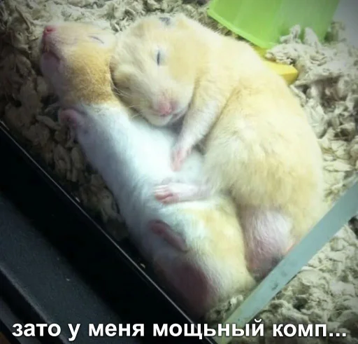 😏 Стикер «Мышиные мордахи ?» для Telegram