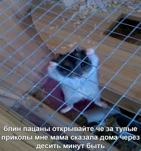 😤 Стикер «Мышиные мордахи ?» для Telegram