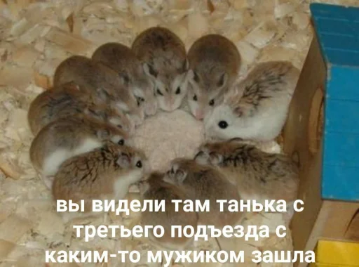 🥴 Стикер «Мышиные мордахи ?» для Telegram
