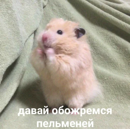 💞 Стикер «Мышиные мордахи ?» для Telegram