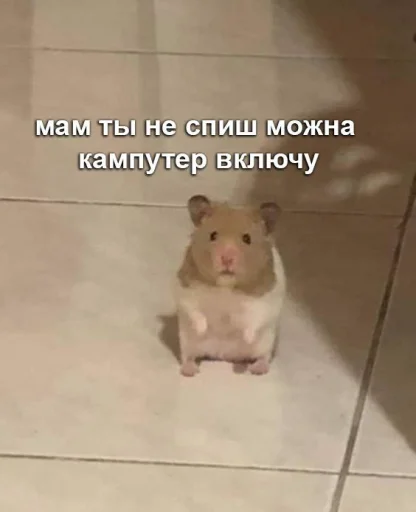 🥺 Стикер «Мышиные мордахи ?» для Telegram