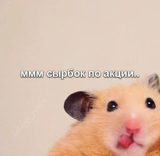 🤤 Стикер «Мышиные мордахи ?» для Telegram